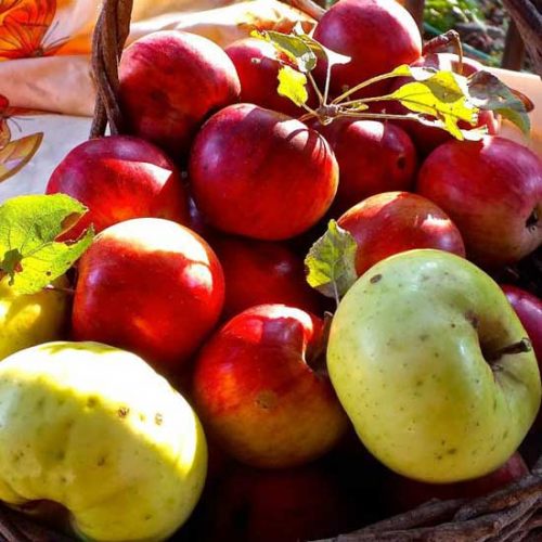 Apples: The Jewels of Fall